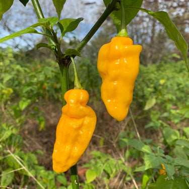 Fools Gold Scorpion - Seeds - The Pepper Pantry (Formerly Marie Sharp's)